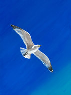 Picture by jeanni of a gull in flight in Cornwall. The original is sols but prints are available of the artwork called 'Freedom'
