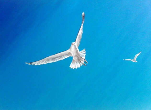 Duet, an image by jeanni depicting two gulls in flight above Cornwall's beautiful beaches