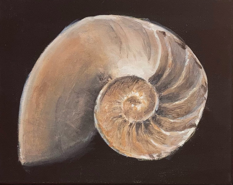 ammonite shell painting